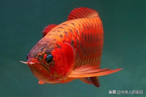 紅龍怎麼養才會紅|【紅龍魚發色】紅龍魚發色有四階段 你知多少？？？